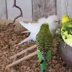 Die Grasfriseure