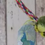 Schmusi - Krauli - Küssi