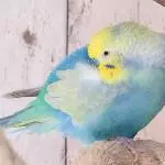Bunte Schlafkugel