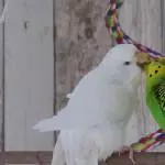 Liebesfütterung