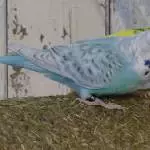 Grasrollengeflüster