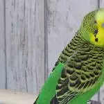 Schokoladenseiter