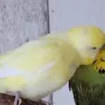 Nach dem Baden wird gekuschelt!