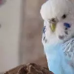 Zartblaue Töne