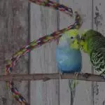 Ein guter Freund