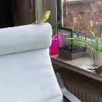 Felo´s Sessel