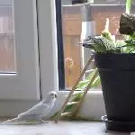 Grünlilienschmaus