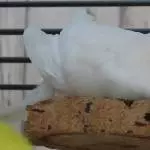 Schneewittchen träumt