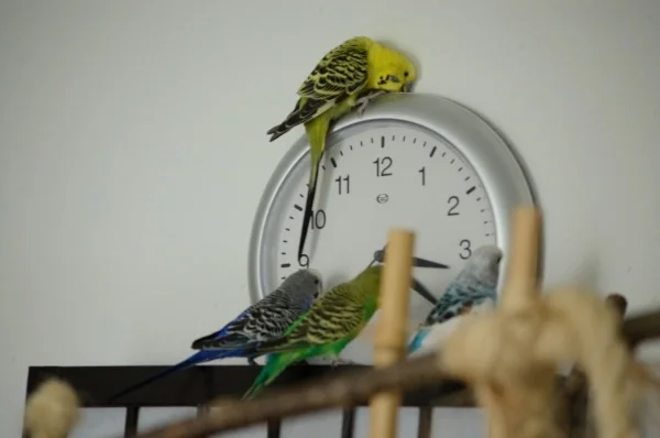 Wellensittich-Bild: Die Uhr tickt so schön!