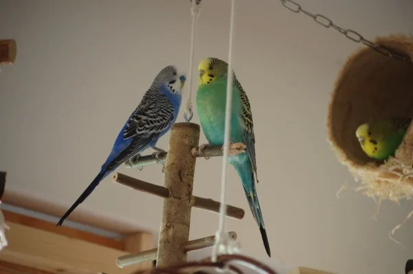 Wellensittich-Bild: Captain und Ru auf dem Karussell.