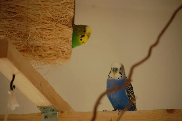 Wellensittich-Bild: Ich schwöre es! Ich bin nicht fremdgegangen!