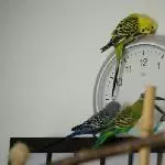 Wer hat an der Uhr gedreht?