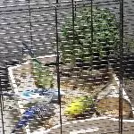 Mutige Vögel