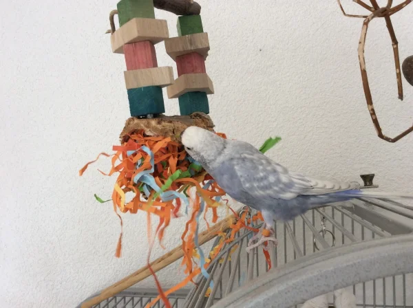 Wellensittich-Bild: hat sie es geschafft, in einem Tag die halbe Korkröhre zu schreddern