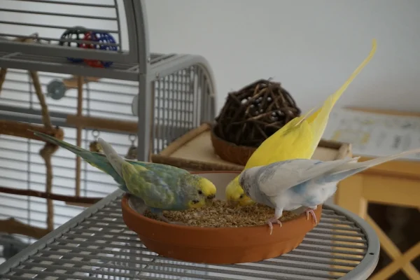 Wellensittich-Bild: Gemeinsam schmeckt es doch besser