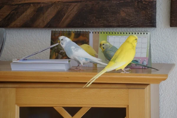 Wellensittich-Bild: Tweety und Luna schauen, ob Justus die Karteikarten richtig sortiert