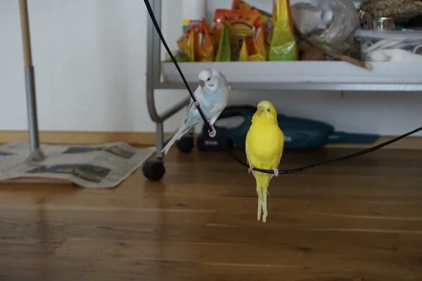 Wellensittich-Bild: Justus und Tweety haben heute das Laptopkabel zur Schaukel umfunktioniert.