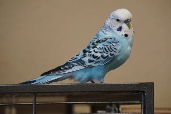 Wellensittich-Bild: Auch Bubi bekommt endlich ein Profilbild