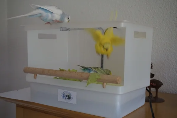 Wellensittich-Bild: Tweety auf dem Weg nach unten