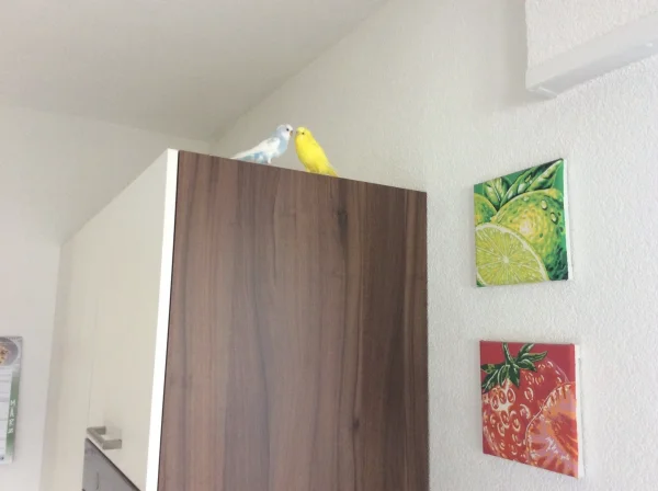 Wellensittich-Bild: Tweety und Justus haben mich heute mal wieder in der Küche besucht ;-)