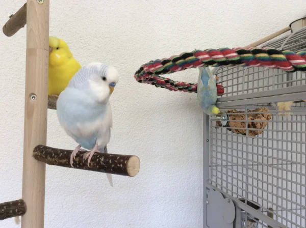 Wellensittich-Bild: Tweety balzt die Stange an, Justus schaut brav in die Kamera und Luna schreddert kopfüber  von außen 