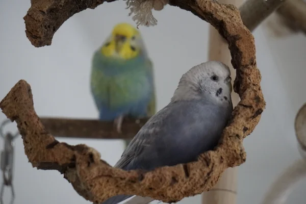 Wellensittich-Bild: Warum stehen, wenn man auch liegen kann? Tala macht es sich bequem.