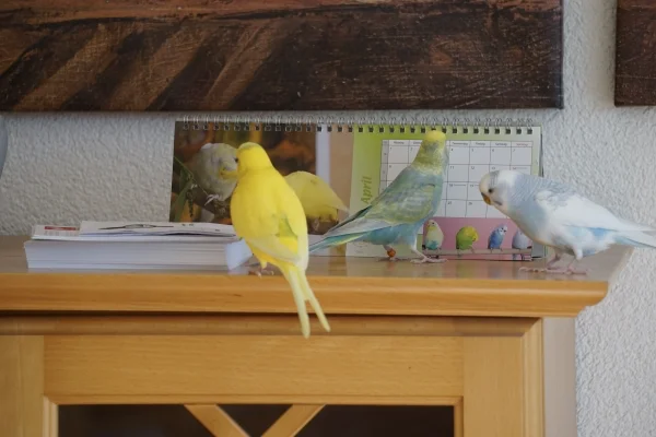 Wellensittich-Bild: Warum sind hier Bilder von Artgenossen?