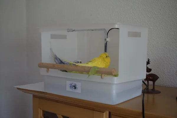 Wellensittich-Bild: Tweety - stark Mausergeplagt - genießt sichtlich das Wasser