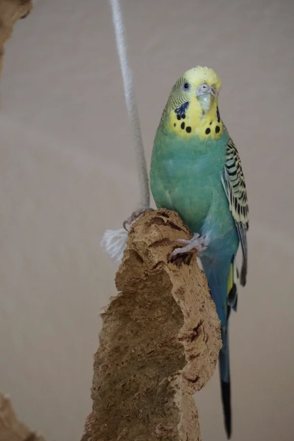 Wellensittich-Bild: Mimi ist erst vor kurzem hier eingezogen und hat sich prima eingelebt