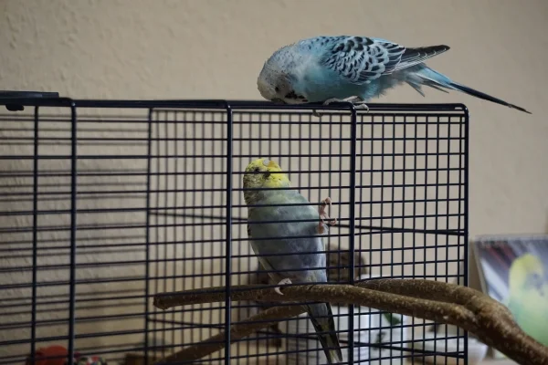 Wellensittich-Bild: Meine beiden Fundvögel Jaci und Bubi. Jaci hier noch im Quarantänekäfig bekommt Besuch von Bubi