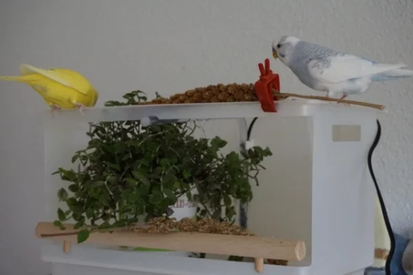 Wellensittich-Bild: Die ersten beiden trauen sich wenigsten schon darauf zu landen. Hirse sei Dank :-)