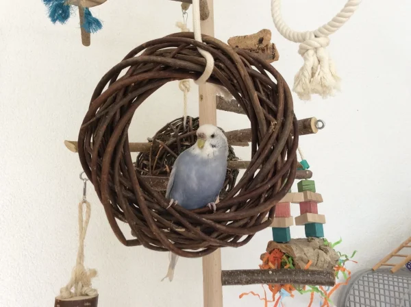 Wellensittich-Bild: Meine Tala erobert den Weidenring