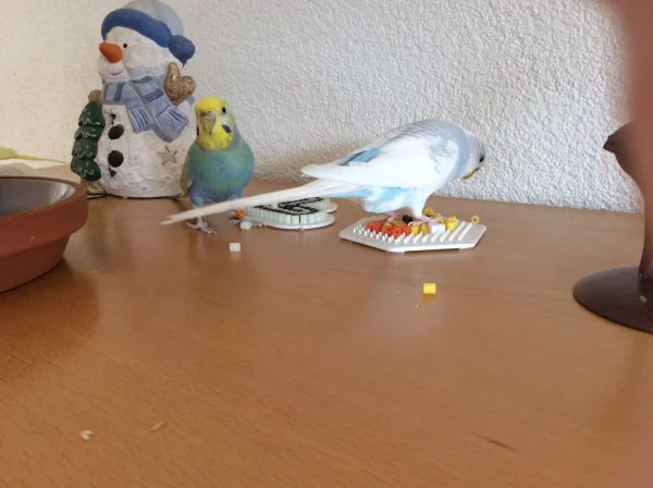 Wellensittich-Bild: wir können auch Bügelperlenbilder zerstören 