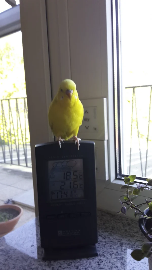 Wellensittich-Bild: Tweety wollte zum Golliwoog und ist auf der Wetterstation zwischengelandet 