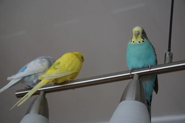 Wellensittich-Bild: Egal wo die anderen hinflüchten, Bella fliegt hinterher :-)
