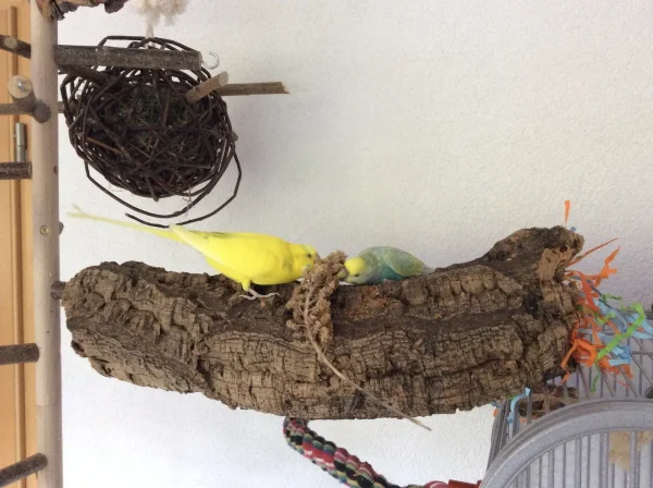Wellensittich-Bild: Die Korkröhre hängt erst seit heute und schon sind die ersten beiden da. Inzwischen gehen sie auch ohne Hirse drauf :-)