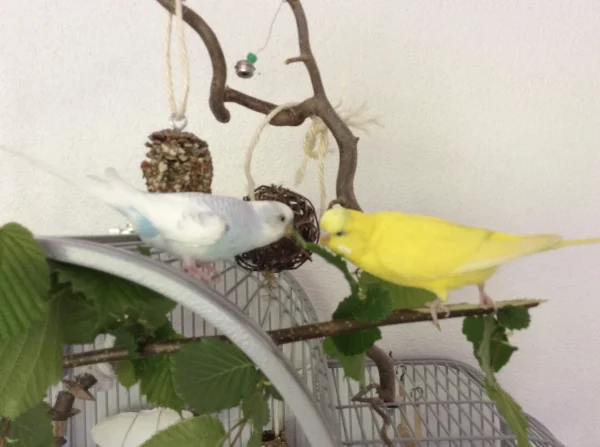 Wellensittich-Bild: Links ist Justus, rechts Tweety