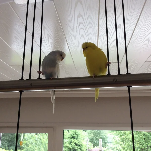 Wellensittich-Bild: Einer Füßchen rechts, einer Füßchen links...
