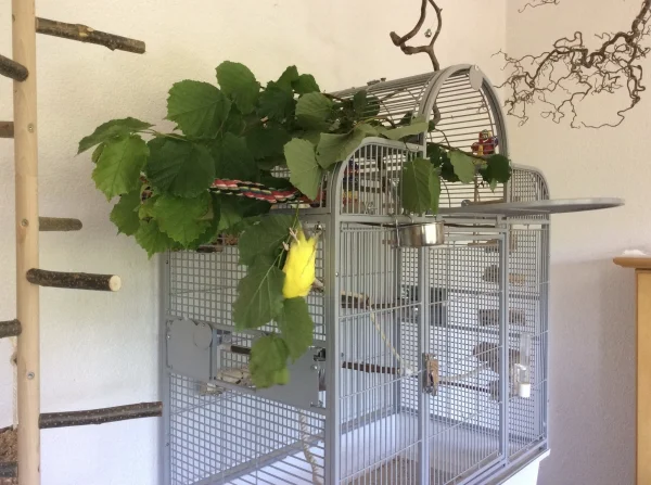 Wellensittich-Bild: Tweety im nassen Haselstrauch 