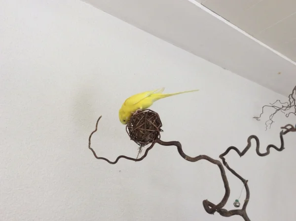 Wellensittich-Bild: Tweety und die Weidenkugel