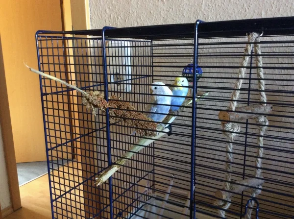 Wellensittich-Bild: Das sind Tala und Luna
