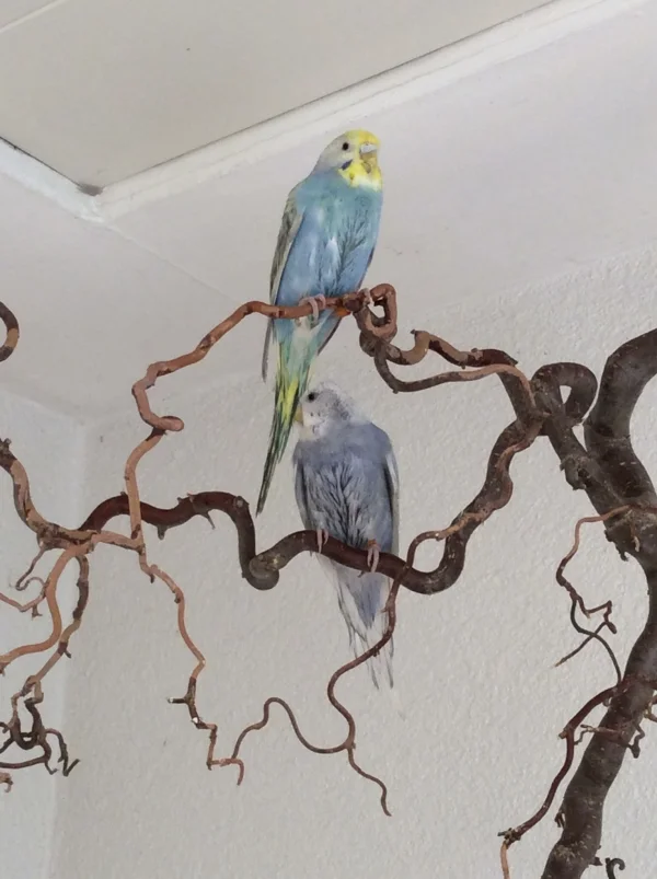Wellensittich-Bild: Luna und Tala nach dem baden