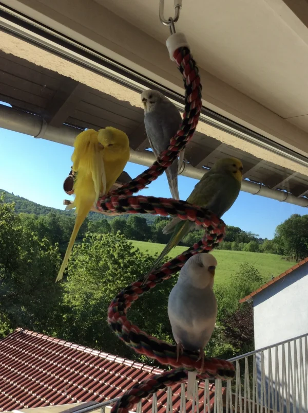 Wellensittich-Bild: Gemütliches Beisammensitzen auf der Spirale