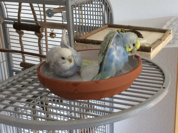 Wellensittich-Bild: In der Badewanne