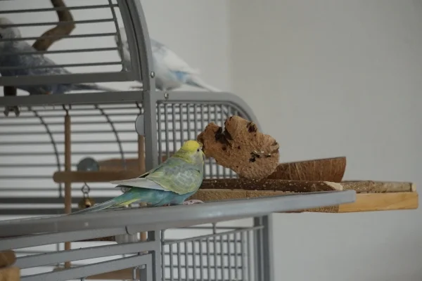 Wellensittich-Bild: Ein tolles Spiel, die beiden Hennen werfen runter, ich hebe auf 
