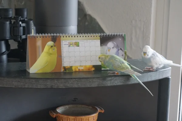 Wellensittich-Bild: Sicher haben sie den im November 2019 verstorbenen Tweety erkannt