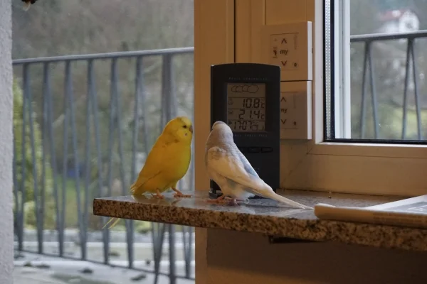 Wellensittich-Bild: Tweety und Justus wollen wissen welche Temperaturen wir haben :-)