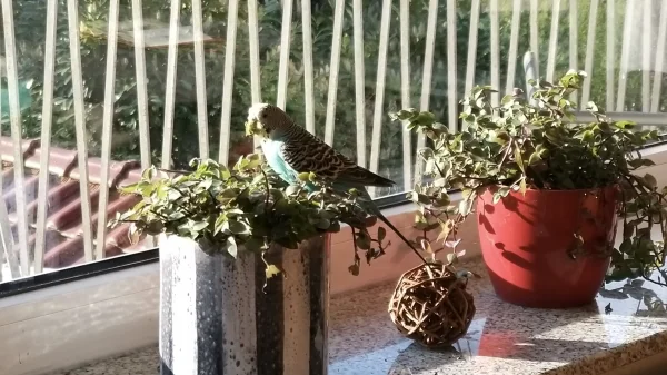 Wellensittich-Bild: Bella auf der Fensterbank. Das ganze Schnäbelchen voller Grünzeug