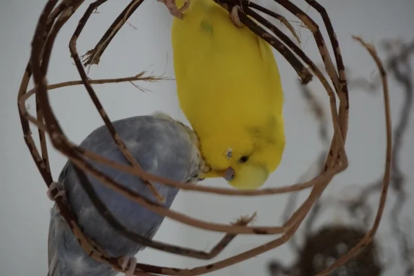 Wellensittich-Bild: Tweety kuschelt mit Tala kopfüber