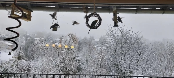 Wellensittich-Bild: Bob beobachtet, im Ring sitzend, das hektische Treiben der Stare